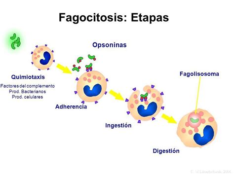 Inflamación Tema 32 Fagocitosis Cosas De Enfermeria Histología