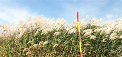 Long (robert emerson professor at the university of illinois and editor of global change biology) as its principal. Miscanthus x giganteus « BEECO