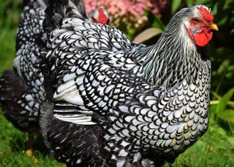 All Black And White Chicken Breeds With Pictures Sand Creek Farm Black And White