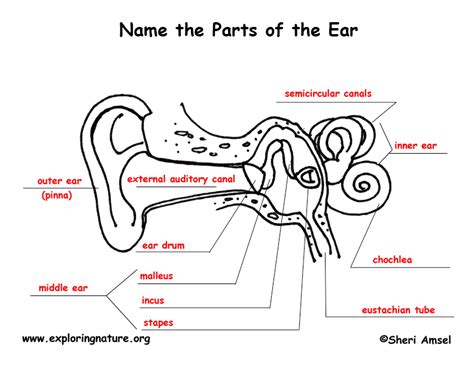 Anatomy Of The Ear Coloring Worksheet Answer Key Human Anatomy