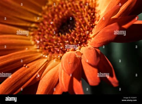 Water Drops Flower High Resolution Stock Photography And Images Alamy