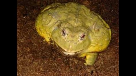 The World Largest Frog Youtube