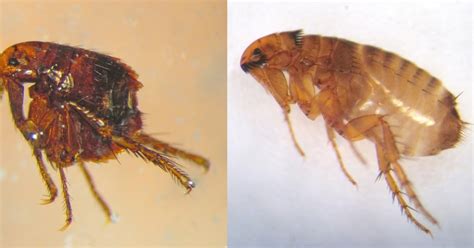 Cat Fleas Vs Dog Fleas Pictures Size Identification