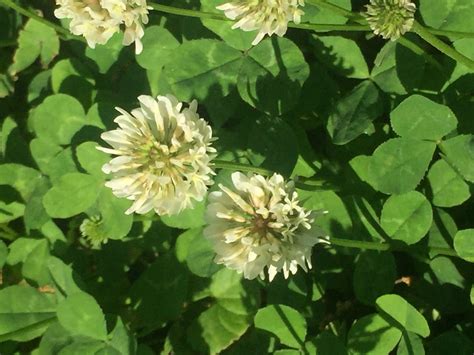 How To Sow Dutch White Clover Walter Reeves The Georgia Gardener