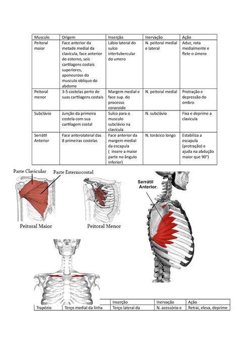 Musculo Membro Superior Musculo Origem Inserção Inervação Ação