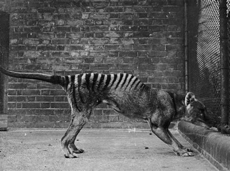 Tasmanian Tigers Killed By Climate Change in Australia Before Going Extinct