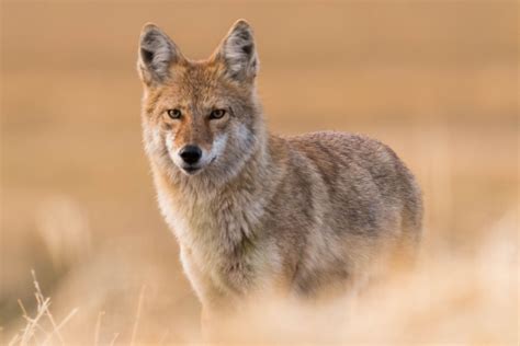 Coyote Facts Canis Latrans