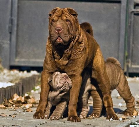 They will all be ready for adoption by. 82 best CHINESE SHAR-PEI's images on Pinterest | Shar pei puppies, Dog shar pei and Sharpei dog