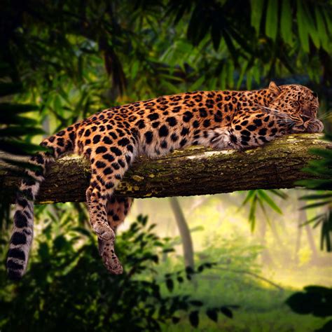 Sleeping Jungle Leopard Wall Art Photography