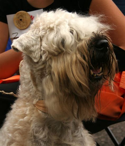 Unlike dogs with double coats, wheaten terriers only shed a few hairs a day, much like humans. Soft Coated Wheaten Terrier | GreatDogSite
