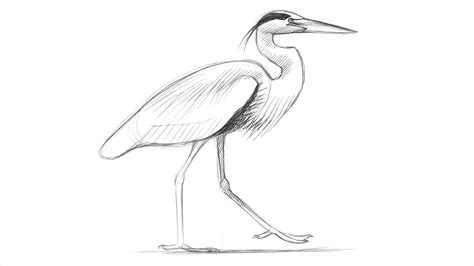 Drawing A Great Blue Heron With David Allen Sibley Youtube
