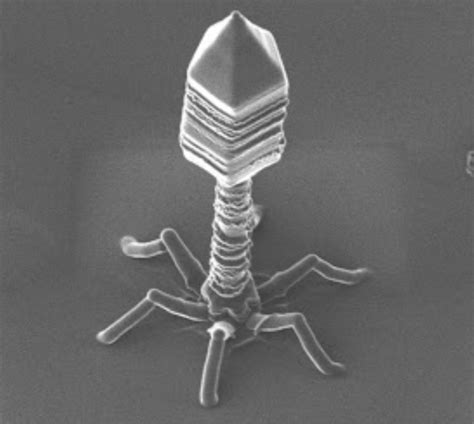 Real Electron Microscope Virus Photo Micropedia