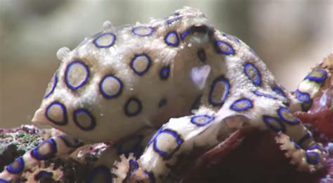 The Blue Ringed Octopus Communicates And Camouflages With Its Skin