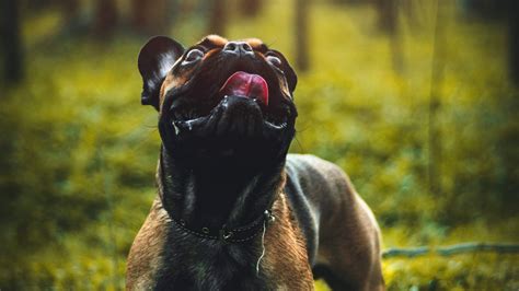 Download Wallpaper 2560x1440 Pug Dog Tongue Protruding Pet Funny