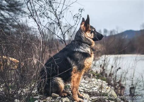 German Shepherd Facts You Need To Know