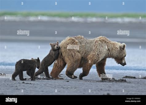 Hallo Bay Alaska The Moment An Adorable Six Month Old Grizzly Bear