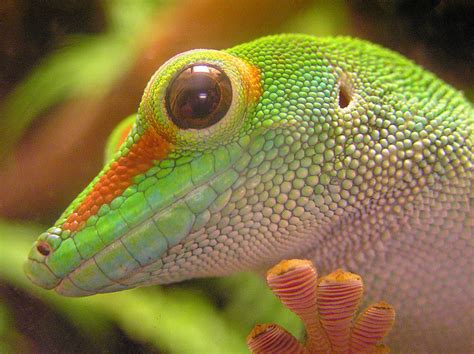 The Amazing Gecko 20 Interesting Facts About The Worlds Most Species