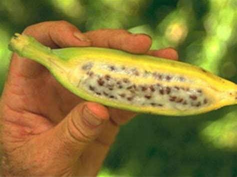 Fungus Threatens Banana Crops Agro Chiefnot To Worry