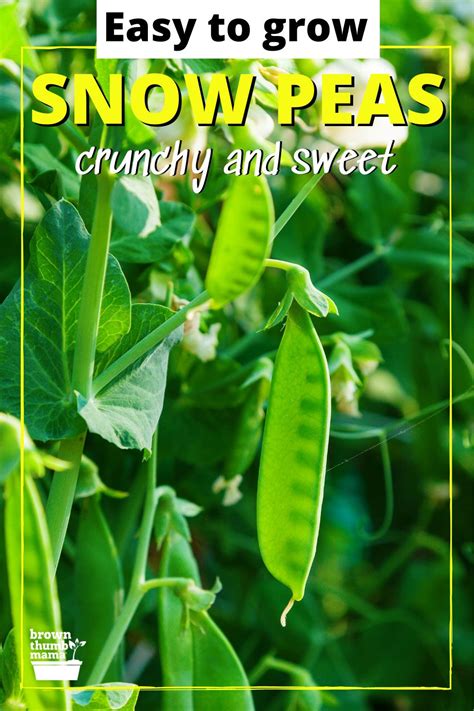How To Plant And Grow Snow Peas Growing Snow Peas Plants Growing Peas