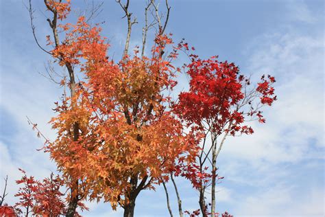 2012 Autumn Of Alpensia Resort In Korea Resort Plants Garden
