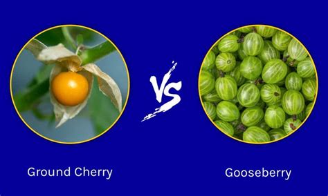 Ground Cherry Vs Gooseberry Whats The Difference A Z Animals