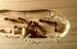 Termites vs. Ants: How to Tell the Difference