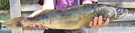 Holy Saugeye Record Sized Fish Reeled In At Staunton River In Virginia