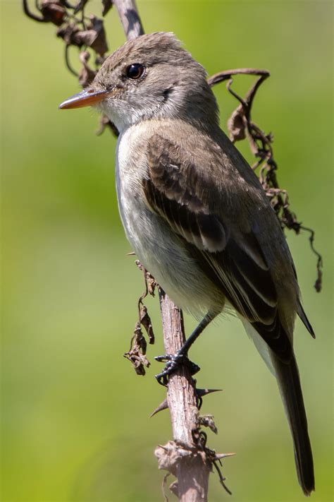 I Never Get Tired Of Flycatchers Willow Flycatcher Near Larch Mountain