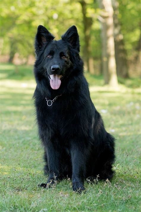 Black German Shepherd With Blue Eyes Aspca Kills Animals