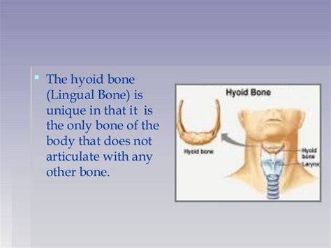 Anatomy And Functions Of Hyoid