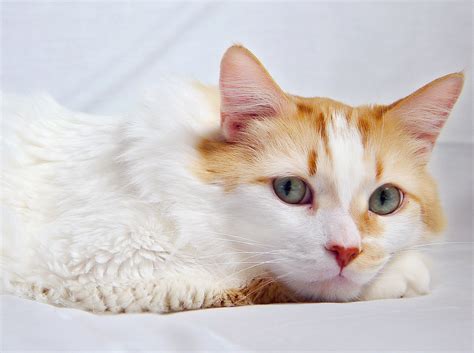 Be alert for signs that your cat has a problem with its eyes. The cat has watery eyes: causes, signs, treatment | Pets-Wiki