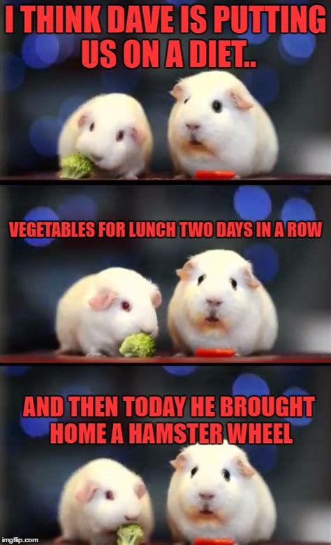 Scared Guinea Pigs~~~an Ozbeck Template~~~ Imgflip