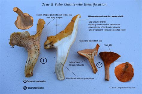 Oregon Chanterelles Wild Edible Mushrooms Oregon Discovery