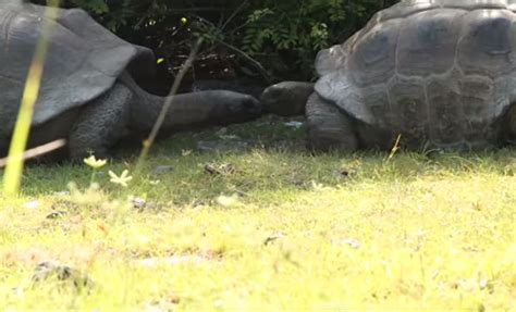 watch here s what happens when you interrupt a tortoise sex session