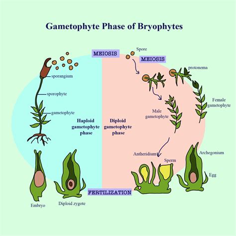 Explain The Alternation Of Generations In Bryophytes