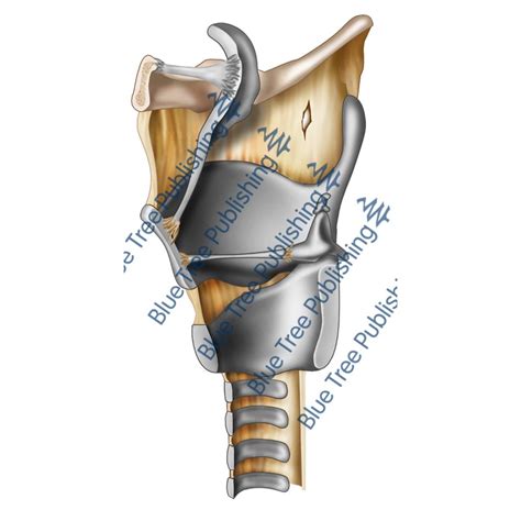 Larynx Cartilage Side Cut View Download Image