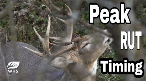 Peak Whitetail Rut Timing And Hunting Strategies Youtube