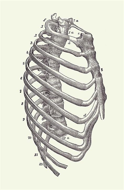 It forms the bony framework for breathing. Rib Cage Diagram - Vintage Anatomy Print 2 Drawing by ...