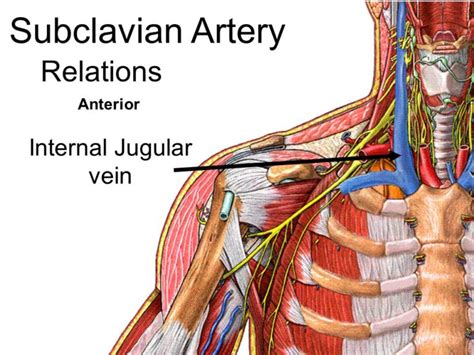 Let S Know What Is The Function Of Subclavian Artery My Health Only