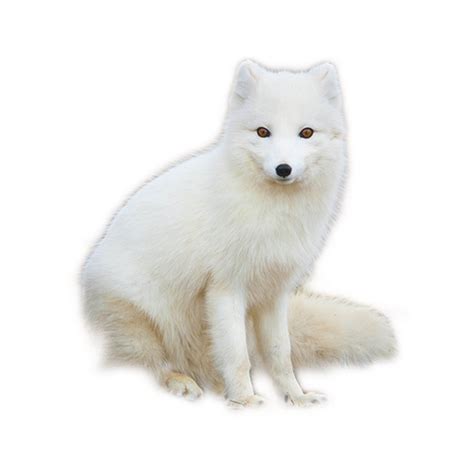 Arctic Fox Png Images Transparent Hd Photo Clipart Arctic Fox