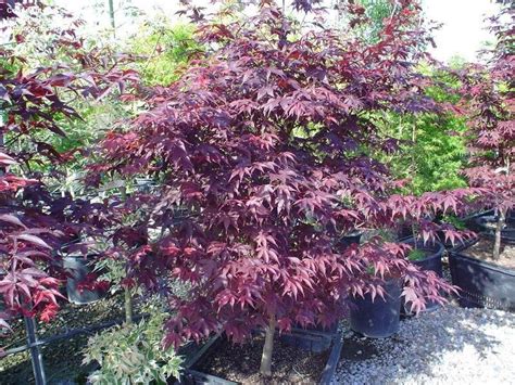 Check spelling or type a new query. PlantFiles Pictures: Japanese Maple 'Red Emperor' (Acer ...