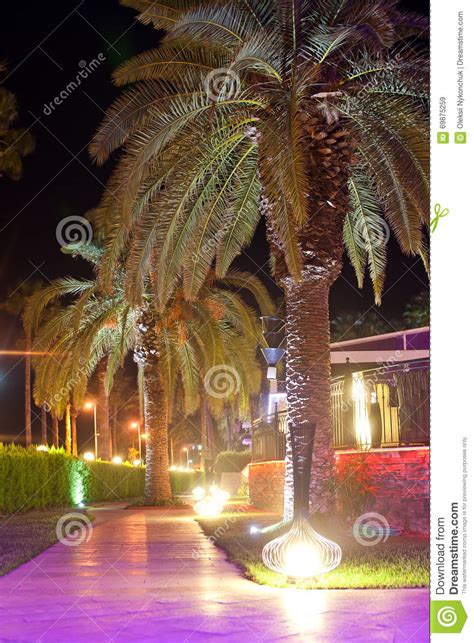 Palm Trees Walking Paths With Night Illumination On Territory Hotel