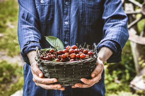Door County Cherry Picking Season What You Need To Know Ashbrooke Hotel