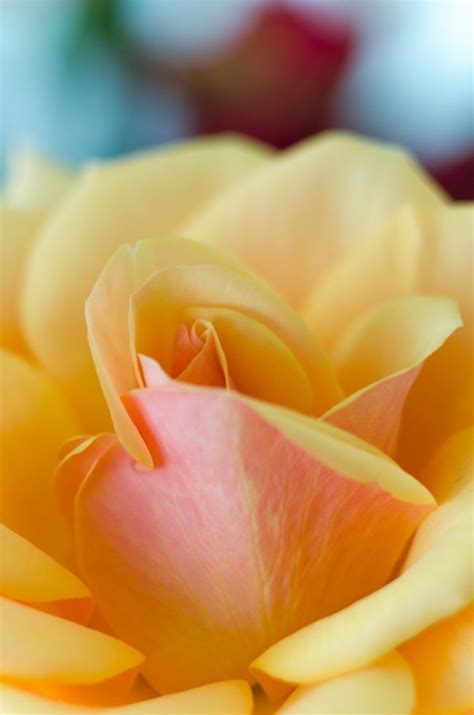 Yellow Rose Peace Rose Kennedy Rose I Loved Going To Buy Rose Bushes