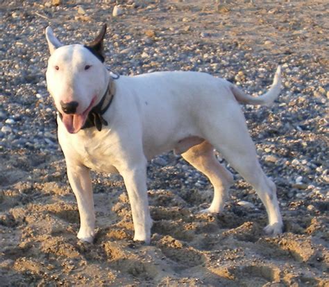 Raza Bull Terrier Inglés Fotos De Perros Bull Terrier Inglés