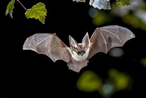 13 Fascinating Facts About Bats