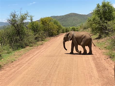 Review Del Safari De 1 Día Por El Parque Nacional De Pilanesberg