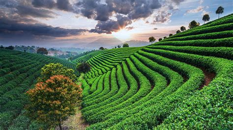 Tea Plantations Under Sky During Sunset China Windows 10 Spotlight Hd