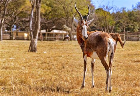 Antelope Stock Photo Image Of Nature Magnificent Safari 69500412