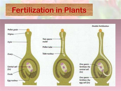 Ppt Reproduction In Flowering Plants Powerpoint Presentation Free